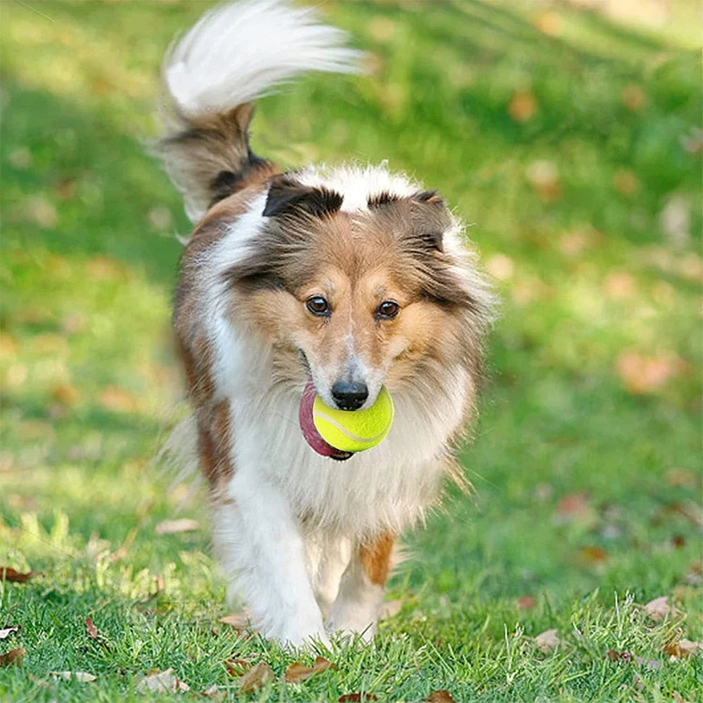 Tennis Launcher Balls for Dogs Set